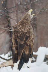 Beautiful white-tailed eagle is sitting on the branch of wood. Gray sea eagle or eurasian sea eagle. Bird of prey. Animals in wildlife.