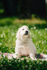 little golden retriever puppies on the green lawn