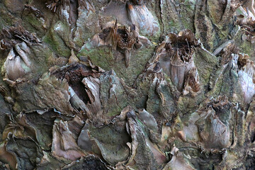 Texture of an old banana trunk, background.