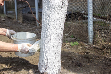 Girl whitewashing a tree trunk in a spring garden. Whitewash of spring trees, protection from insects and pests.