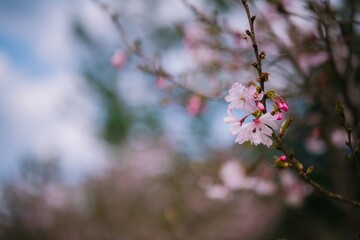 cherry blossom