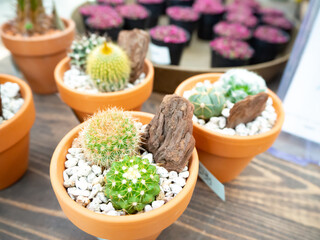 小さな鉢植えで育つサボテンたち
