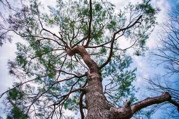 Obraz premium tree branches against sky