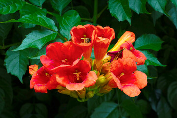 Fototapeta premium Kampsis rooting is a perennial woody vine with characteristic aerial sucker roots on stems and bright colorful inflorescences.