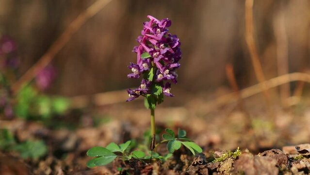 Fumewort in the field during early spring