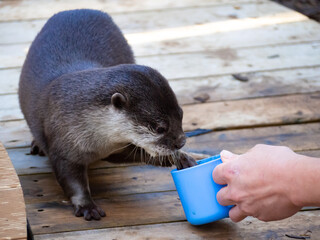 飼育員の手からおいしそうにご飯を食べる水族館のコツメカワウソ