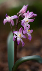 close up of a single flower of pale purple pastel chionodox on a natural background.
