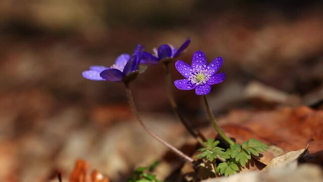 Beautiful wild flowers hepatica transsilvanica in early spring 