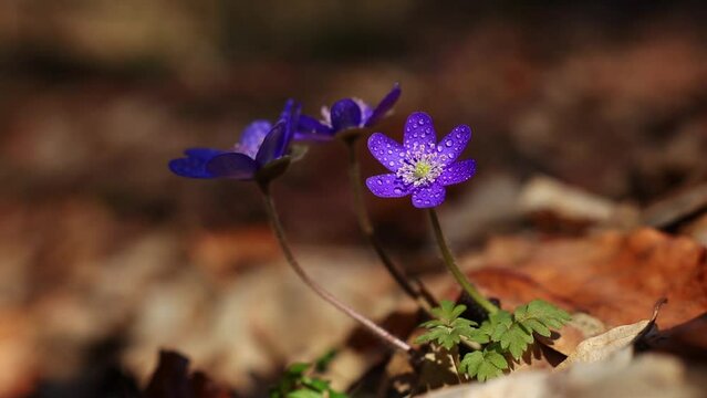 Beautiful wild flowers hepatica transsilvanica in early spring 