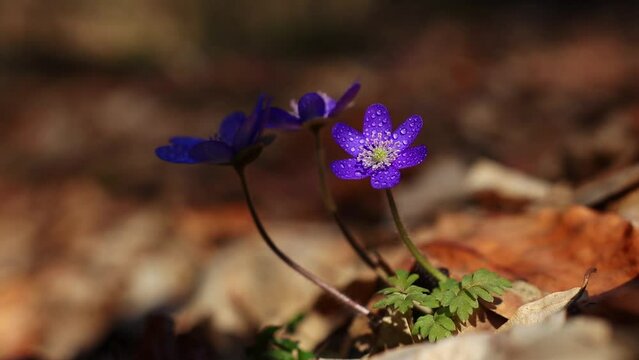 Beautiful wild flowers hepatica transsilvanica in early spring 