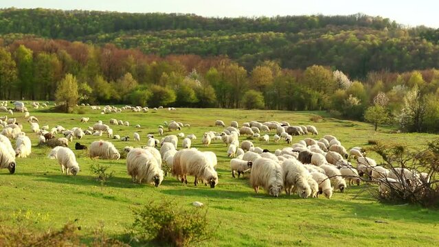 Beautiful landscape with a gherd of sheep grazing on the hill during spring