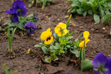 Pansies, spring flowers in a park bed