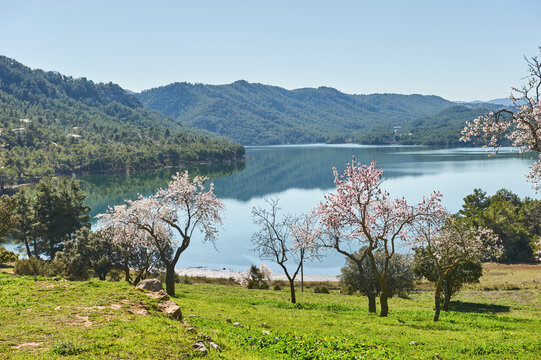 Spring landscapes: view of  almond tree bloom in Pena dam (Beceite, Teruel province, Aragon region, Spain). Springtime