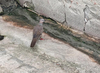 Close up photo of pigeon