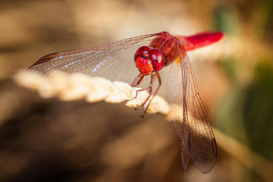 LIBELULA ROJA SOBRE GRAMINEA