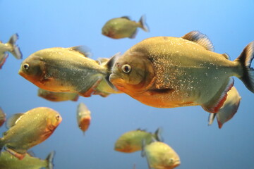 ピラニア・ナッテリー