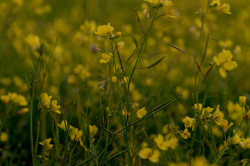 Beginning of the first with the flower brassica carinata