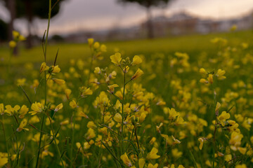 Beginning of the first with the flower brassica carinata