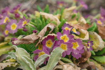 Multicolor Garden Primula Flowers, top view. Primrose Primula Vulgaris blossom. Vivid Live wall of Primula Primrose Multicolored flowers