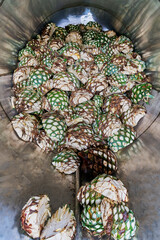 Oven full of agave ready to start steaming it
