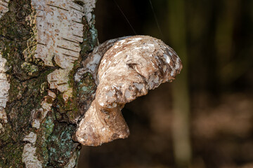closeup of a fungus in a tree