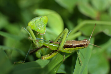 praying mantis on green grass eating grasshopper - obrazy, fototapety, plakaty