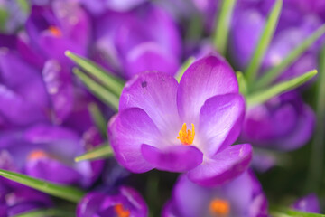 Obraz premium Group of purple crocus flowers on a spring meadow. Crocus blossom. Mountain flowers. Spring landscape. 