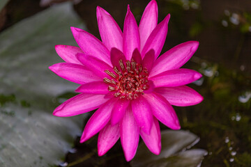 Obraz premium pink flower in the garden