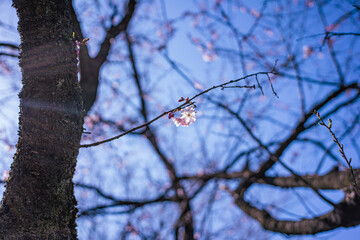 桜