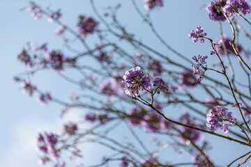 Pink flowers and branches of a tree against Blue Sky