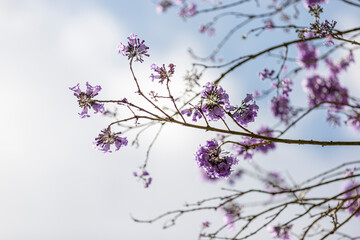 pink cherry blossom in spring
