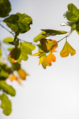autumn leaves on white background
