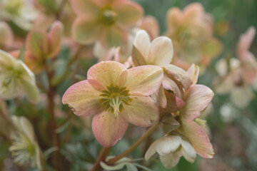 Helleborus niger, macro closeup of white flower and bud with green leaves of Helleborus niger, called Christmas rose or black hellebore, plant is one of the first to bloom in winter