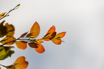Yellow leaves on blue sky
