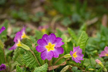 Fototapeta premium Multicolor Garden Primula Flowers, top view. Primrose Primula Vulgaris blossom. Vivid Live wall of Primula Primrose Multicolored flowers