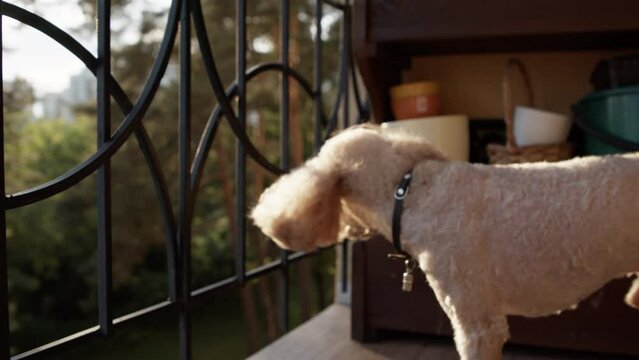 A cute adult poodle is barking on the balcony. 4K, slow motion, high quality