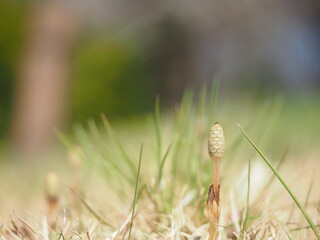 Field horsetail plant in the field of spring.