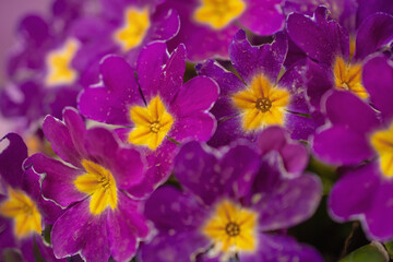 Multicolor Garden Primula Flowers, top view. Primrose Primula Vulgaris blossom. Vivid Live wall of Primula Primrose Multicolored flowers