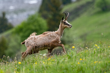 Chamois (Rupicapra rupicapra) mâle en mue. Alpes. France