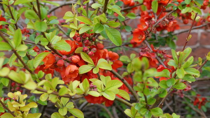 Flowering quince bush or chaenomeles with beautiful red orange flowers