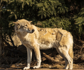 wolf walking in the park