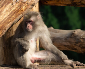 monkey walking in the park