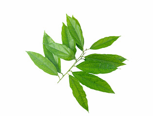 fresh  tiliacora triandra on white background,isolated