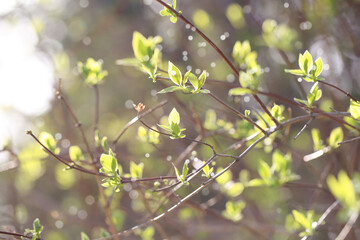 young plants bloom in spring in nature. background image. There is a place to record. Branches of young plants.