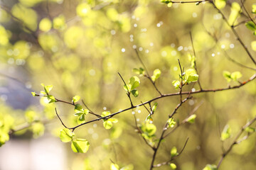 young plants bloom in spring in nature. background image. There is a place to record. Branches of young plants.