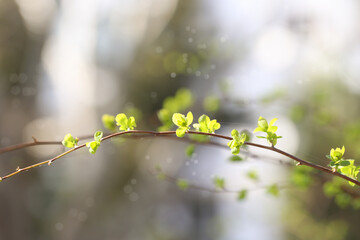 young plants bloom in spring in nature. background image. There is a place to record. Branches of...