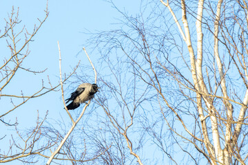crow sitting on a tree