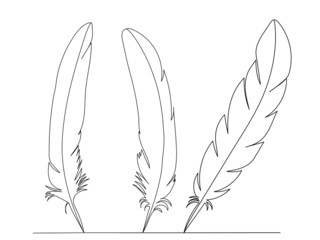 bird feather drawing in one continuous line, isolated