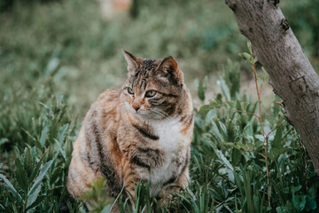 cat in the grass