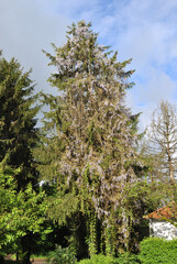 Large Tree Covered in Flowering Wisteria Plant seen against Blue Sky